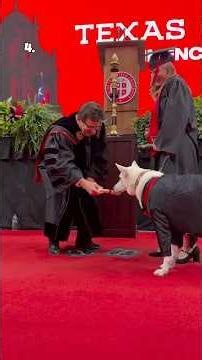 Top 5 Dogs of the Week