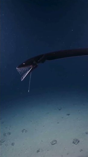 Ocean Is Scaryy #animals#wildlife