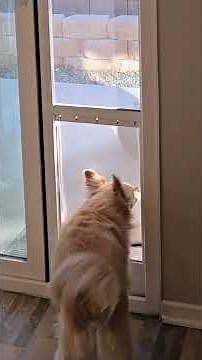 Sliding Glass Dog Door for your Pet