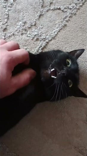 wampir #cat #anka #zwierzaki #funny