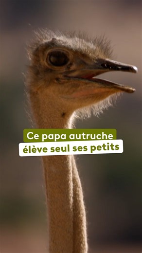 Ce papa autruche est débordé ! Chez les autruches, c’est le mâle qui prend en charge les petits. Vivant en solitaire, il doit assumer seul leur éducation et leur protection. Trouver de l’eau, éviter les dangers, se toiletter… Ce papa solo a bien des choses à enseigner à ses oisillons. Retrouvez le documentaire "Des animaux à aimer" sur notre plateforme france.tv 👉bit.ly/AnimauxaAimer-Doc | France tv nature