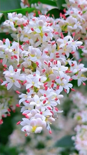 🌿 Clerodendrum Schmidtii Tree in Full Bloom | Beautiful White Flowers 4K"