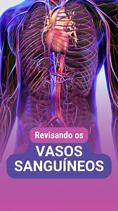 Revisando um trecho da aula sobre VASOS SANGUÍNEOS 🩸 ⠀ Nesse trecho da aula eu falo sobre: - A função dos vasos sanguíneos - A classificação em artérias, veias e capilares - As túnicas que formam as paredes dos vasos - Diferenças estruturais entre artérias, arteríolas, veias e capilares | Anatomia etc. com Natália Reinecke