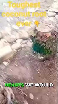 This Coconut Root Trick is Genius #satisfying #hack