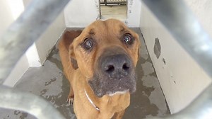 15K views · 3.2K reactions | RESCUED - moved to SAFE Album on 11/29 ...