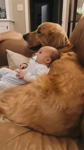 18K views · 626 reactions | Golden Retriever and Babies are Best Friends | Fauna Lab | Facebook