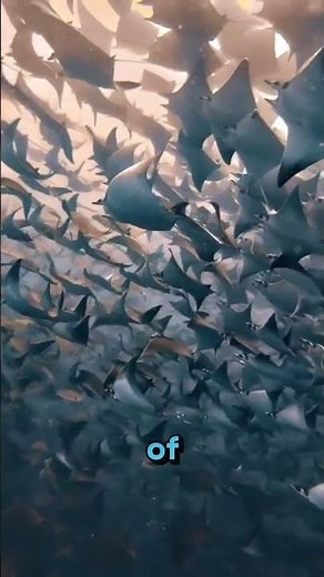 mobula rays