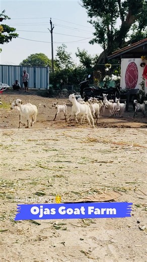 Ojas Goat Farm Barbari King In Madhyapradesh