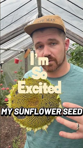 Harvesting Sunflower Heads from the Garden | How to Dry & Save Sunflower Seeds for Next Year!