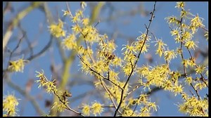 Watch and Learn about the Dickinson's Witch Hazel Story. | Dickinson's® Original Witch Hazel