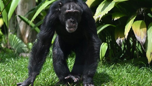 Crystals have captivated humans for 780,000 years—turns out chimps feel the same way