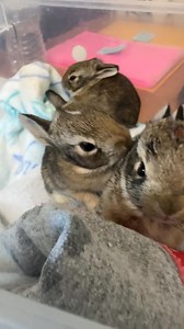 Monday’s clean-up crew is very diligent with their duties. While most cottontail bunnies need a good after dinner nap, one particular neat freak wanted to make sure all fur was looking fluffy, clean… and not a drop of formula was wasted. Yum! . . . #keepaustinwild #austinwildlife #centraltexaswild #wildanimals #wildliferehabilitation #texaswildlife #cottontailrabbit #bunniesofinstagram #bunnylove #cleanupcrew #wildbabies #babyanimals | Austin Wildlife Rescue