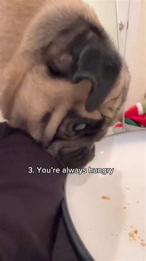 Signs you may actually be a PUG 🐾 Cre: puggpickles | Pug Overload