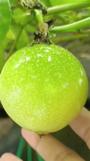 🍈 Passion Fruit: The Small Fruit With Amazing Secrets!