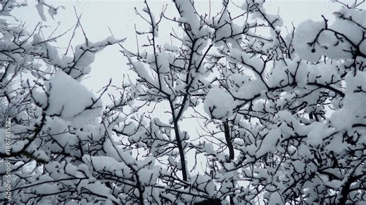 Snow-covered walnut trees. Heavy canopy. Winter storm. Climate change. Weather forecast. Cyclone with snowfall, clouds snow cover formation. Walnut plant Juglans Juglandaceae. Sremska Mitrovica Serbia