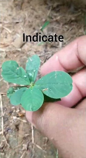 Reticulate venation of leaf and its root..# venation of leaf# parallel # reticulate