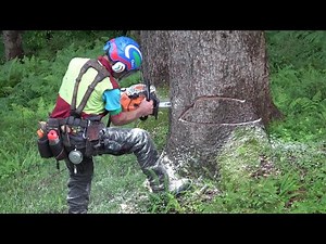 🌲 Starkholzernte mit 1270G ☆ MS 500i ☆ Akku - Fällkeil ☆ 3:? 🌲