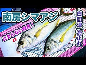 【南房シマアジ】止まらない疾走！聖地・白間津でモンスターを追う【海正丸】