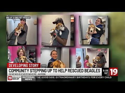 Beagles rescued from Wisconsin research facility arrive in Akron
