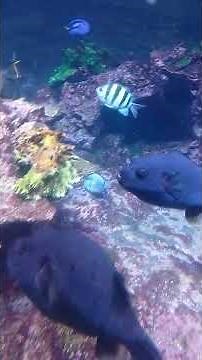 Large coral reef and pufferfish: tropical wonders in Genoa