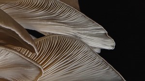 Watch Dyson Pre-style Overview on Amazon Live