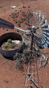 22K views · 391 reactions | The Dingo Fence in Australia is longer than the Great Wall of China. It serves a single purpose: keep dingoes out of grazing land. The dingo-free side of the fence has seen a sharp decline of dingoes but an uptick of feral foxes and cats. What are your thoughts on the Dingo Fence? Share your thoughts below. #ausgeo #australia #dingo #dingofence #farming | Australian Geographic | Facebook