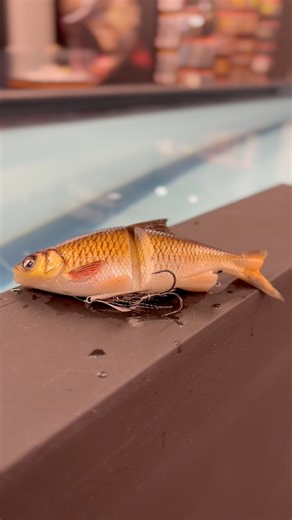 The Soft Shine Glide 🔥 Easy to work, big bite machine! With a simple walk-the-dog style retrieve the Soft Shine Glide comes to life! 💪😮‍💨 #softshineglide #glidebaitfishing #savagegearamericas #itsasavageworld | Savage Gear Americas