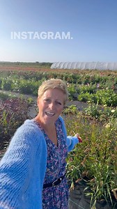 Early morning tour of our wholesale dahlia farm at Woodstock 💐 We have 8000 dahlia plants and 2000 annuals which we grow for the markets in London and wholesale to florists and New Covent Garden Market 🌱 We’re very excited this year to have been invited back to be the exclusive supplier of dahlias to @stonehenge dahlia show on the 27th - 29th September 🤩 We supplied over 5000 stems and a dahlia meadow to @englishheritage to recreate the Victorian dahlia show which would attract over 10,000 pe