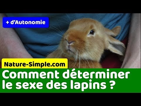 Sexage des lapins : comment déterminer le sexe des lapins ?