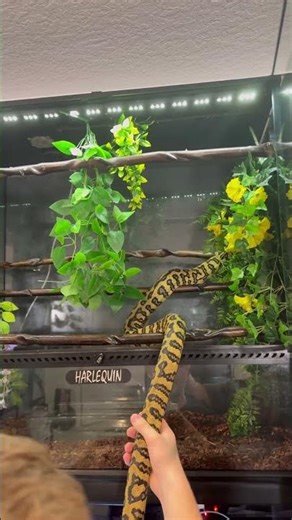 Harlequin was moved into a temporary enclosure while we upgrade hers. She’s a jungle carpet Python.