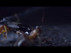 Bombardier beetle 1000frames/sec