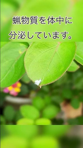44秒でザックリ解説！動く綿 綿虫について（字幕対応） #ガーデニング #植木屋 #害虫