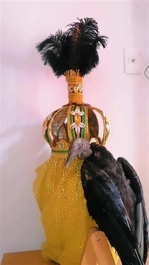 Corona inspirada en Oshun Ibu kole, la más brujera, sabe como hacer y lanzar conjuros. La tiñosa es su simbolo y además su mensajera, la cual transmite sus caprichos. Se dice que la Oshun de este camino solo hace cosas malas y come lo que la tiñosa le trae. 🖤💛 #ashe #ibukole #oshun #yalorde #crown #religionyoruba #orishas