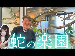 爬虫類の豪邸に潜入！ゴローズラック開発者ゴローさんの事務所がすごすぎる！【前編】 カーペットパイソン ベーレンパイソン ダイヤモンドパイソン