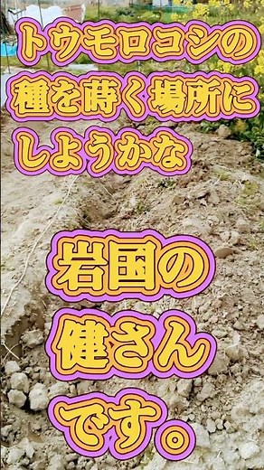 トウモコロシを植える場所にしようかな #主の菜園