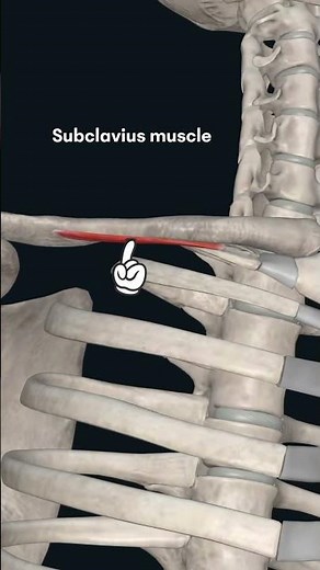 Subclavius muscle