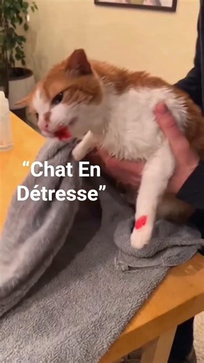 Un Chat Frappe À Ma Porte Pour Demander De L’Aide… 😿💔 #chaton