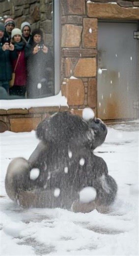 The gorilla saw snow for the first time❄️☃️❤️ Pure joy in the wild #wildlife #nature #animals