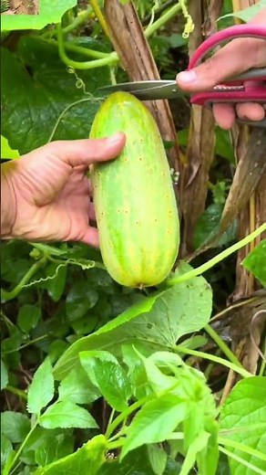 Harvesting local and pure organic vegetables harvesting #freshlypicked #farming #asmr #shortsvideo