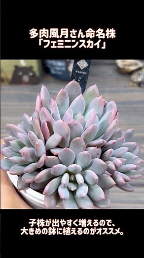 オススメの育て方「フェミニンスカイ」 【多肉植物】