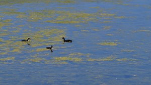 Kangaroos, Marsupials, Mammals