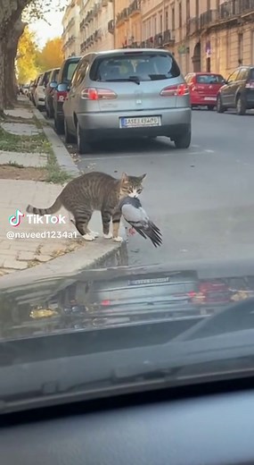 Angry Cat Reactions That Will Make You Laugh