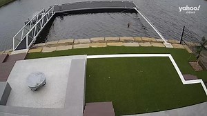 CCTV camera captures brutal dog attack on kangaroo