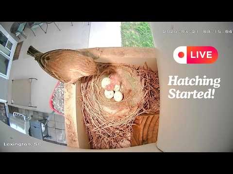 🔴Live Bird Nest Cam - Hatching Has Started!