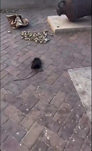 218K views · 4.2K reactions | Hawaii - August 9, 2023 Apocalyptic footage shows the major damage from the fire in Front Street Lahaina, Maui Island …. #lahainafire Heartbreaking pictures/videos by lei_dubzz on Instagram (stories) | Cyclone Of Rhodes | Facebook