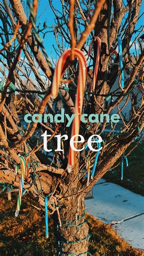 Our candy cane tree bloomed! Comment “candycane” and I’ll send you details on how to grow your own too 😉⚪️🔴 including a free printable. #candycanetree #neighborgifts #christmasfun #makechristmasmagical #christmasmagic✨ #xmasfun #candycanes #candycanecrafts | Canary Jane
