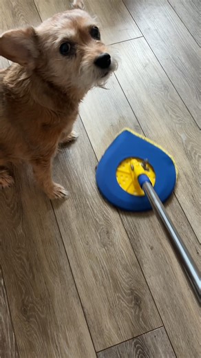 🧽 The Best Eco-Friendly House Cleaner Who knew cleaning could be this easy and this satisfying? 😍✨ This versatile tool handles floors, walls, and even showers with ease — no harsh chemicals, no stress, just clean you can feel good about. 🙌 Safe for kids and pets. All-natural. Proudly made in the USA. 🇺🇸 See how this eco-friendly essential is transforming everyday cleaning routines. #CleanHouseGoals #HomeHacks #CleaningMadeSimple #EcoFriendlyLiving #NonToxicHome #CleanTok | Healthier Home Pr