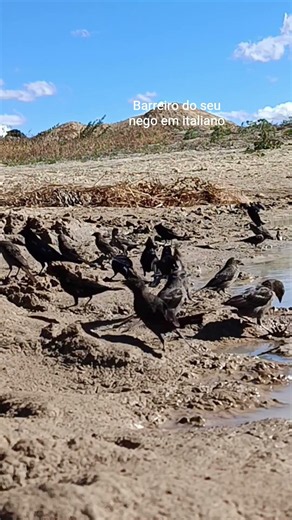 monitorando os pássaros no barreiro do Estado do Pernambuco #aves