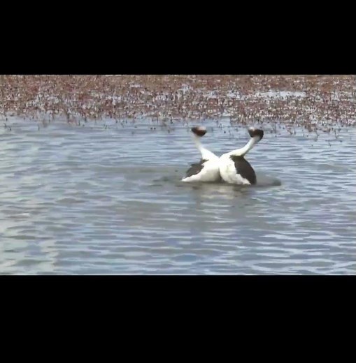 The Hooded Grebe's Courtship Dance #birds