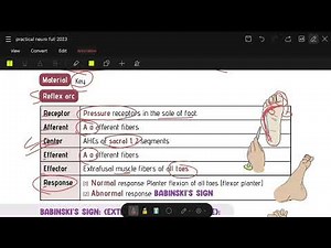 #practical #cns | (8) Physiology superficial reflexes